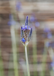 Lavender Christiana, 2L