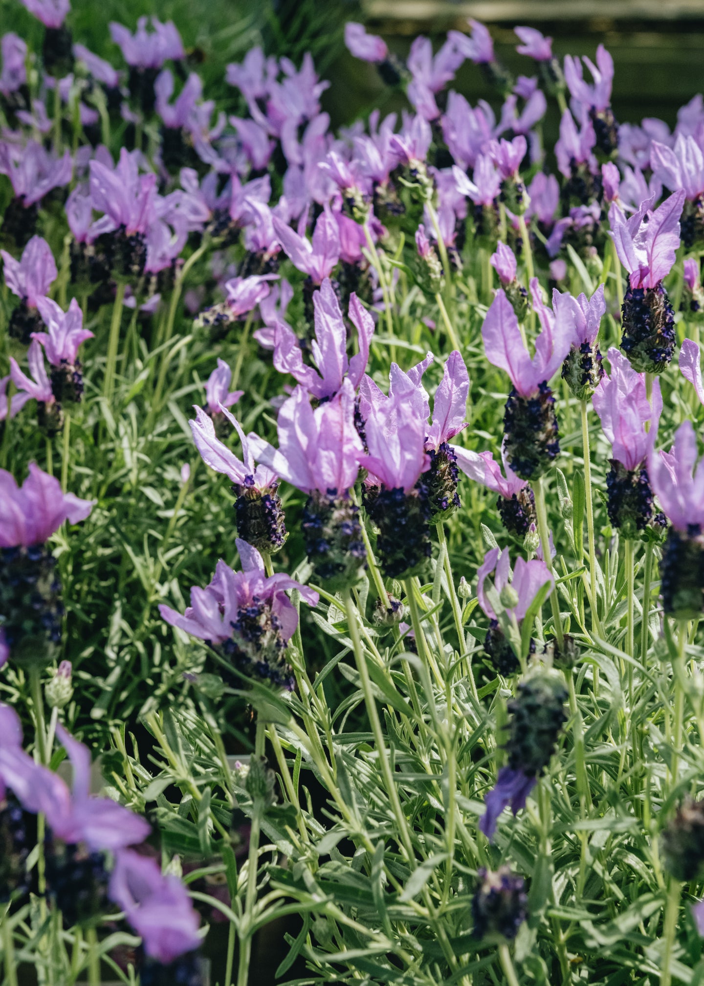 fairy wings lavender plant Lavandula stoechas Fairy Wings Purple