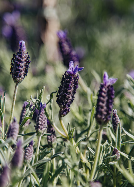 night lavender plant Lavandula stoechas Night of Passion, 2L