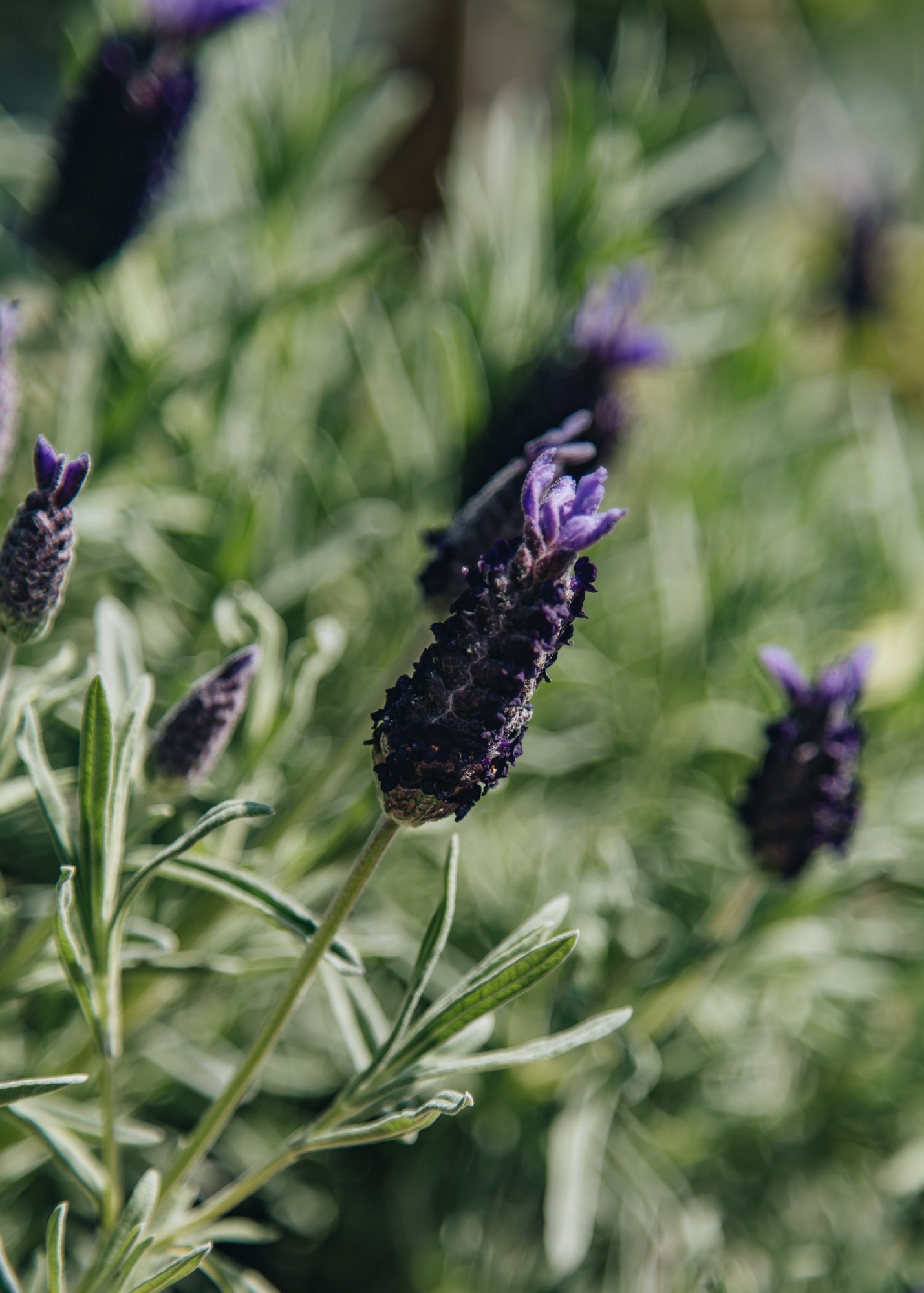 Lavender Lavandula stoechas Night of Passion, 2L
