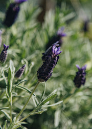 Lavender Lavandula stoechas Night of Passion, 2L