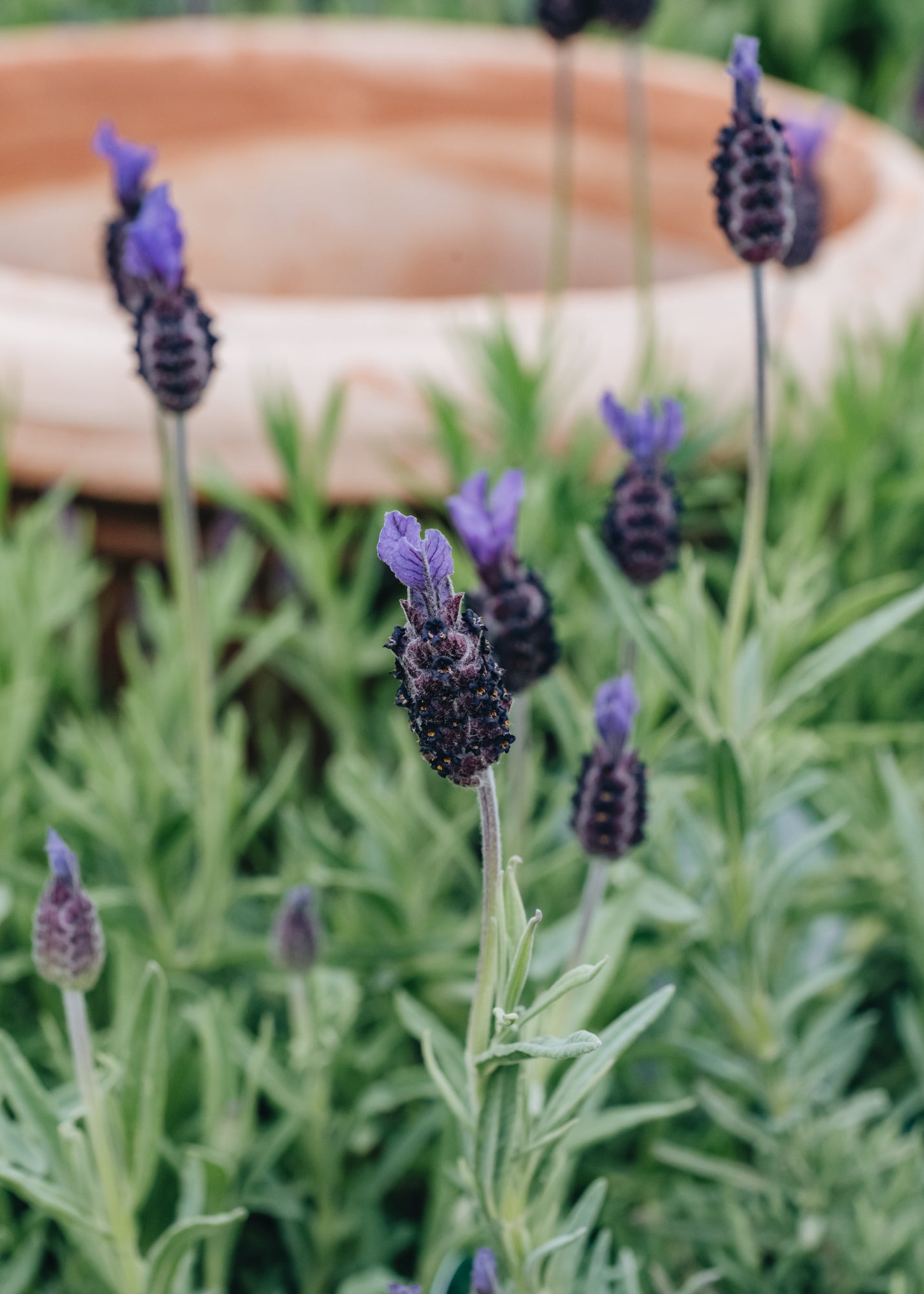 Lavandula stoechas Papillon AGM