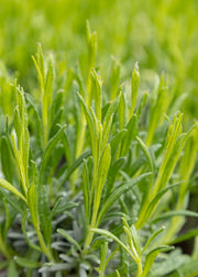 Lavender Lavandula x intermedia ‘Sussex’, 3L