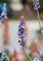 Lavender Lavender x intermedia ‘Tuscan Lilac’, 3L
