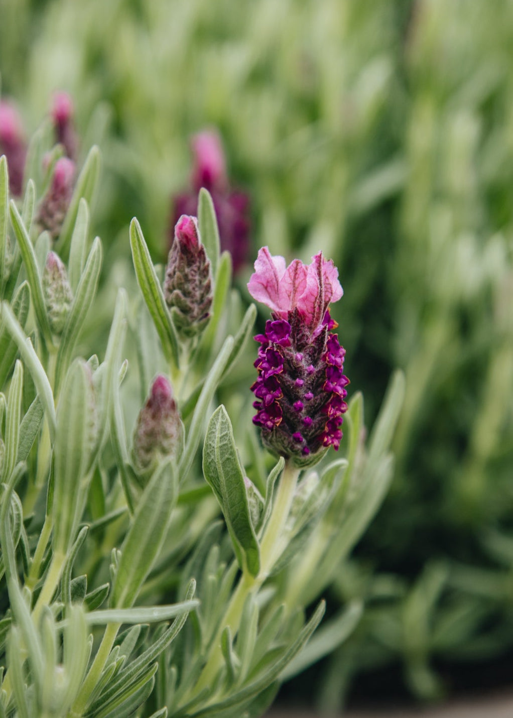 bella lavender plant Lavender stoechas 'Bella', 2.5L