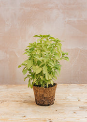 Basil 'Lemon', 1L