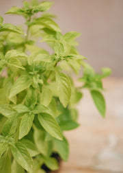 Hairy Pot Basil 'Lemon', 1L