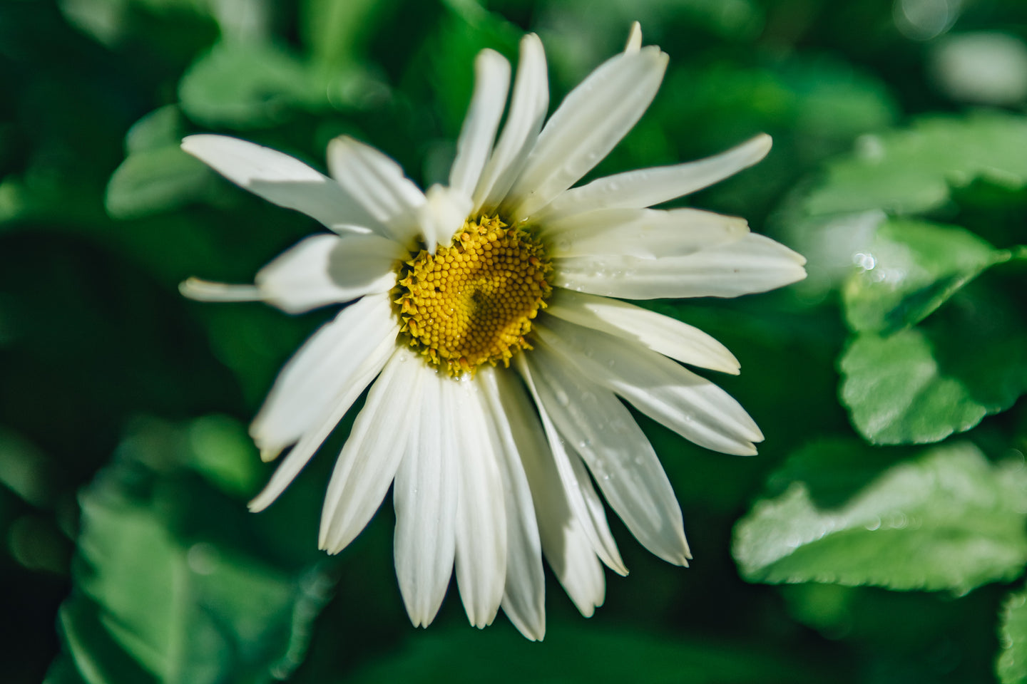 Leucanthemum Leucanthemum Broadway Lights, 2/3L