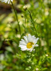 Hairy Pot Leucanthemum x superbum 'May Queen', 1L