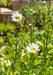 Leucanthemum x superbum 'May Queen', 1L