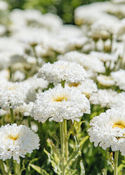 Leucanthemum Leucanthemum Real Snowball, 2/3L