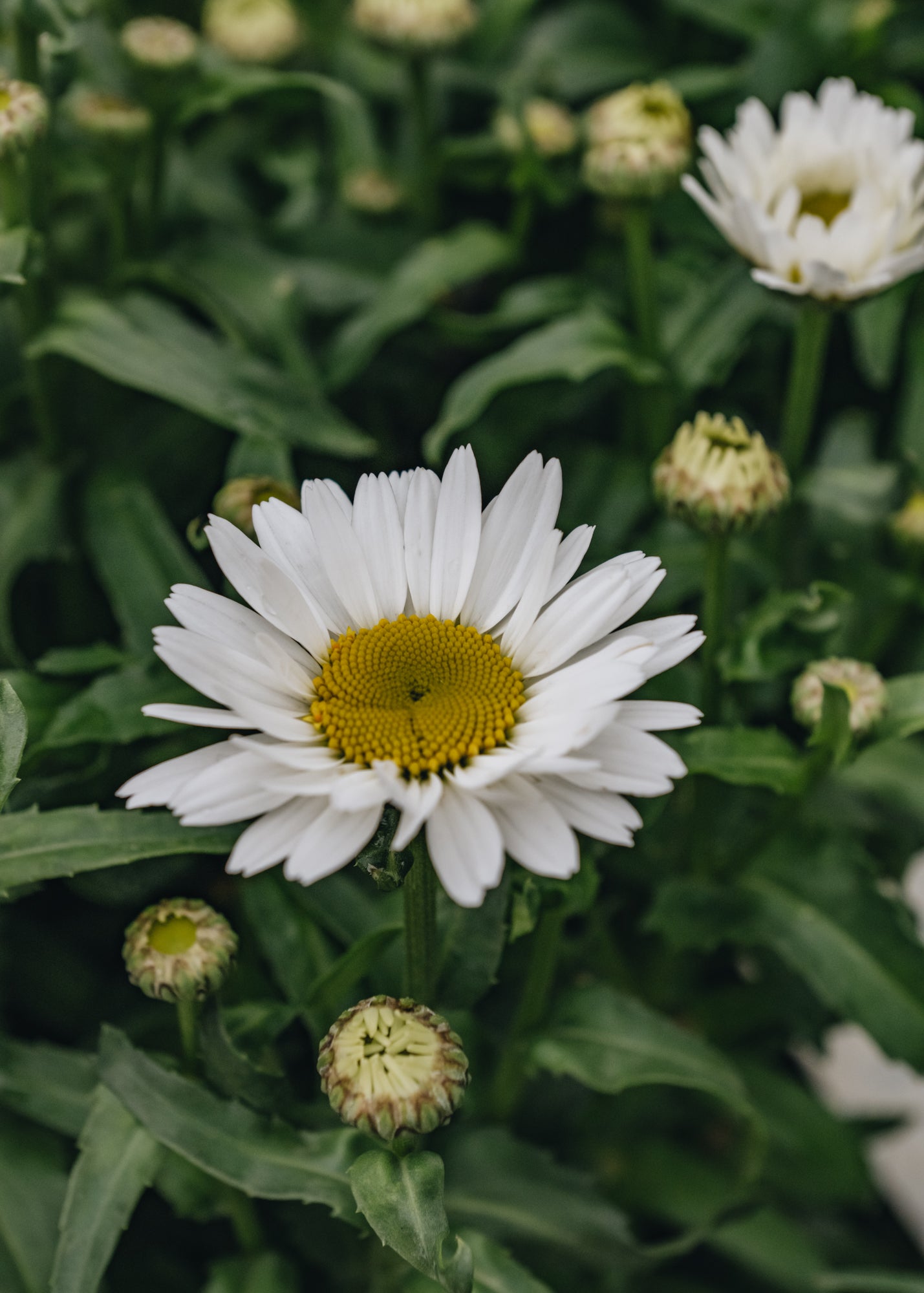 Leucanthemum taurus