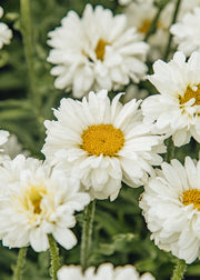 Leucanthemum Leucanthemum x superbum 'Victorian Secret', 2L
