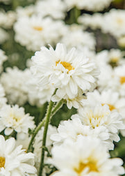 Leucanthemum Leucanthemum x superbum 'Victorian Secret', 2L