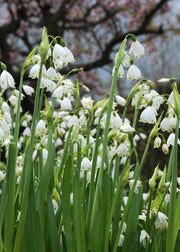 Leucojum Gravetye Giant Bulbs