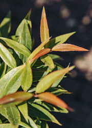 Leucothoe keiskei ‘Burning Love’, 3L 