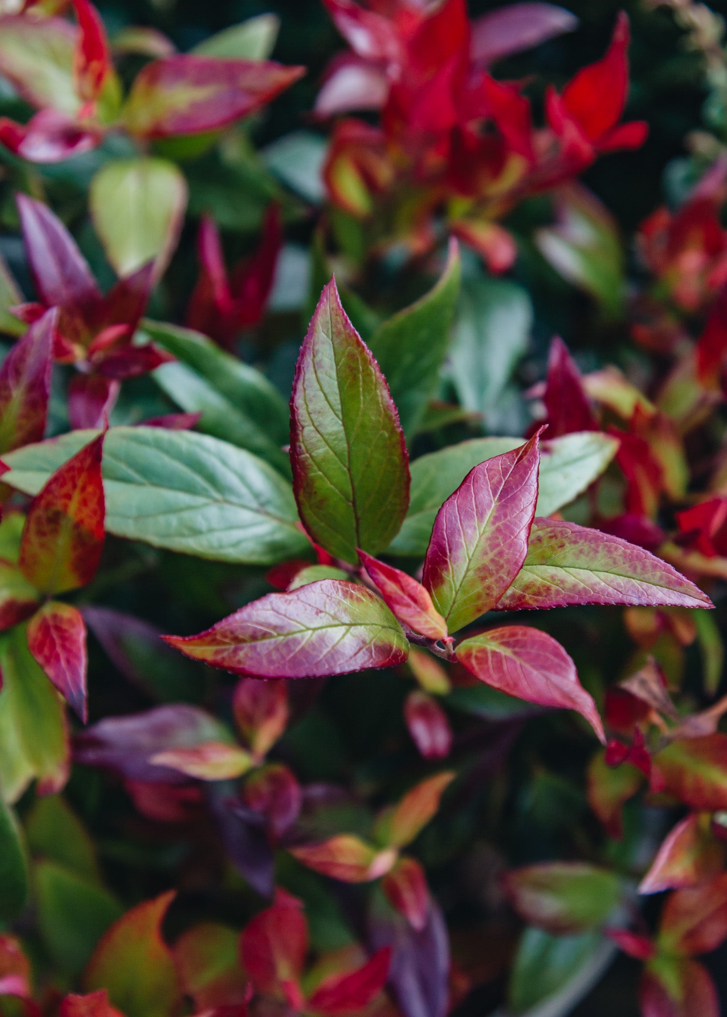 Chaenomeles Leucothoe Little Flames, 3L