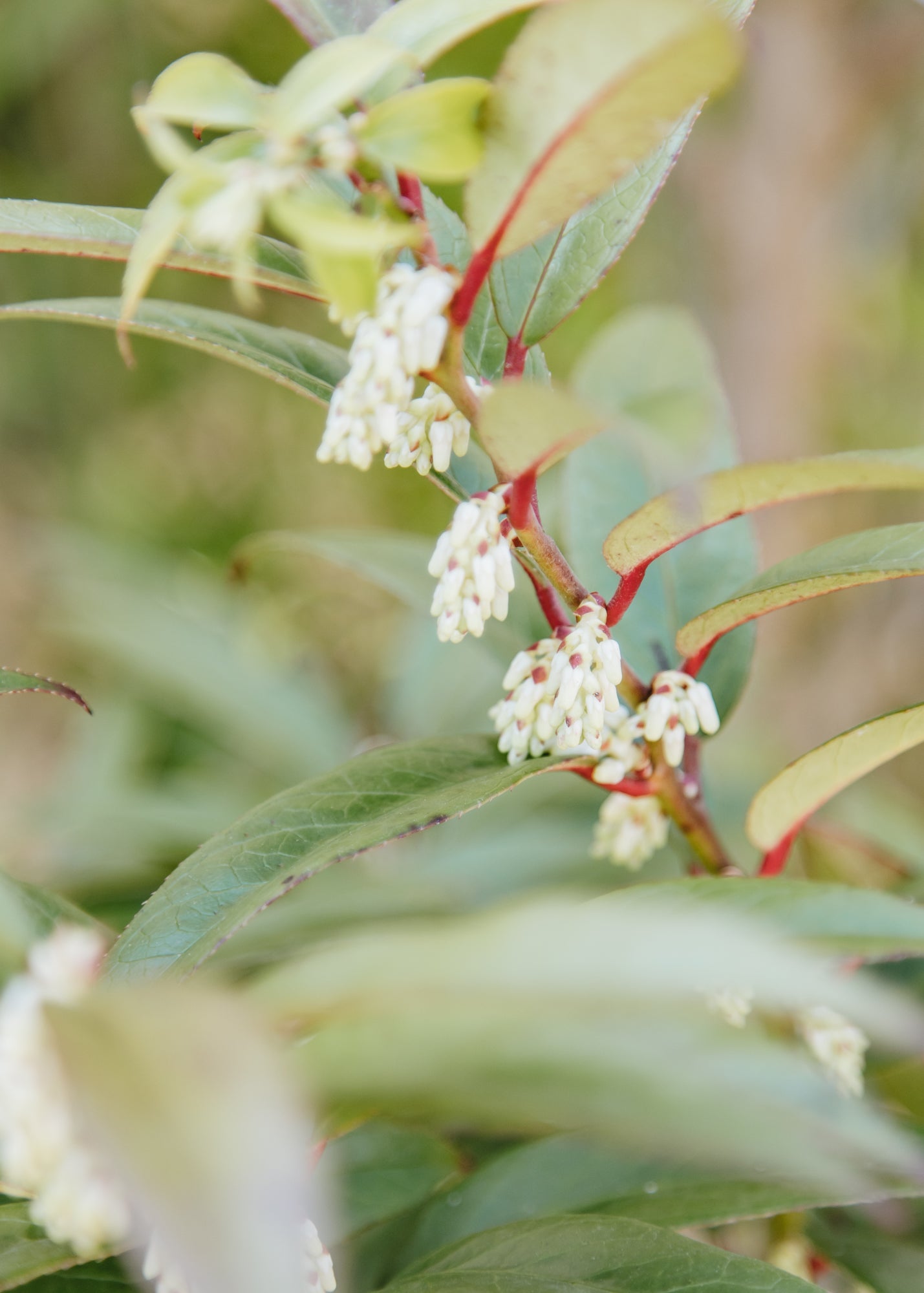 Leucothoe Leucothoe Scarletta Sense, 5.5L