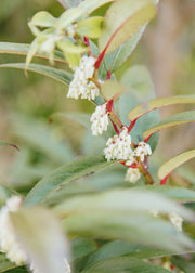 Leucothoe Leucothoe Scarletta Sense, 5.5L