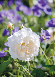 Rosa Lichfield Angel®