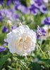 Rosa Lichfield Angel®