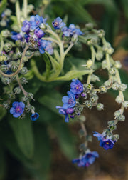 Lindelofia Lindelofia longiflorum, 1.5L