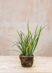 Memento Liriope Muscari, 1L