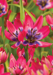 Taylors Bulbs Tulipa 'Little Beauty' Bulbs