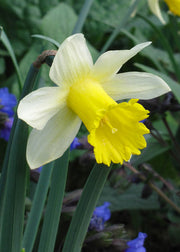Taylors Bulbs Narcissus pseudonarcissus 'Lobularis' Bulbs