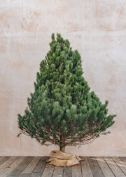 Christmas Trees Lodge Pole Pine Cut Christmas Trees - 6ft to 8ft