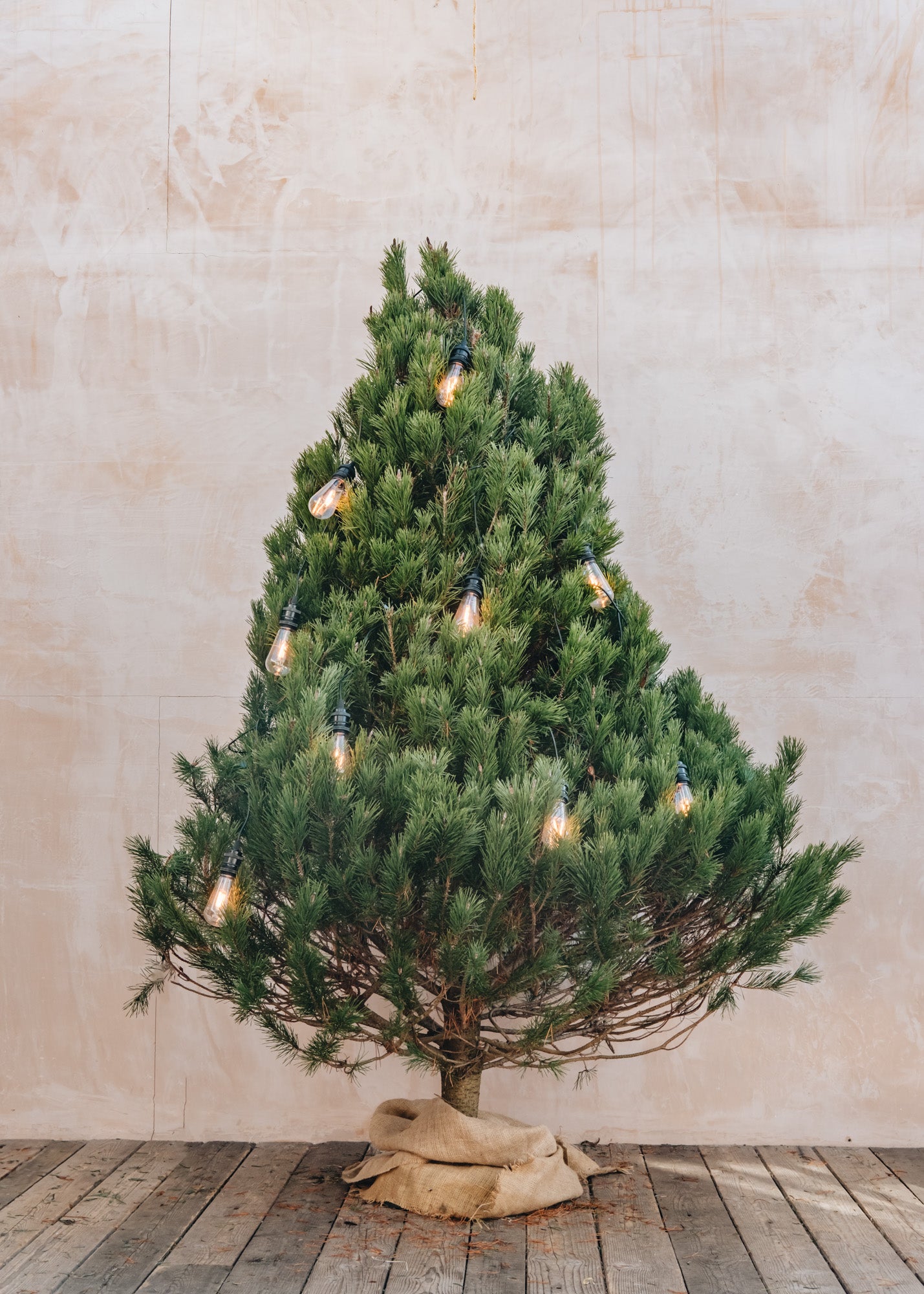 Lodge Pole Pine Cut Christmas Trees - 6ft to 8ft