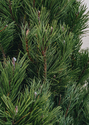 Christmas Trees Lodge Pole Pine Cut Christmas Trees - 6ft to 8ft