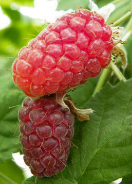 Loganberry Loganberry, 3L