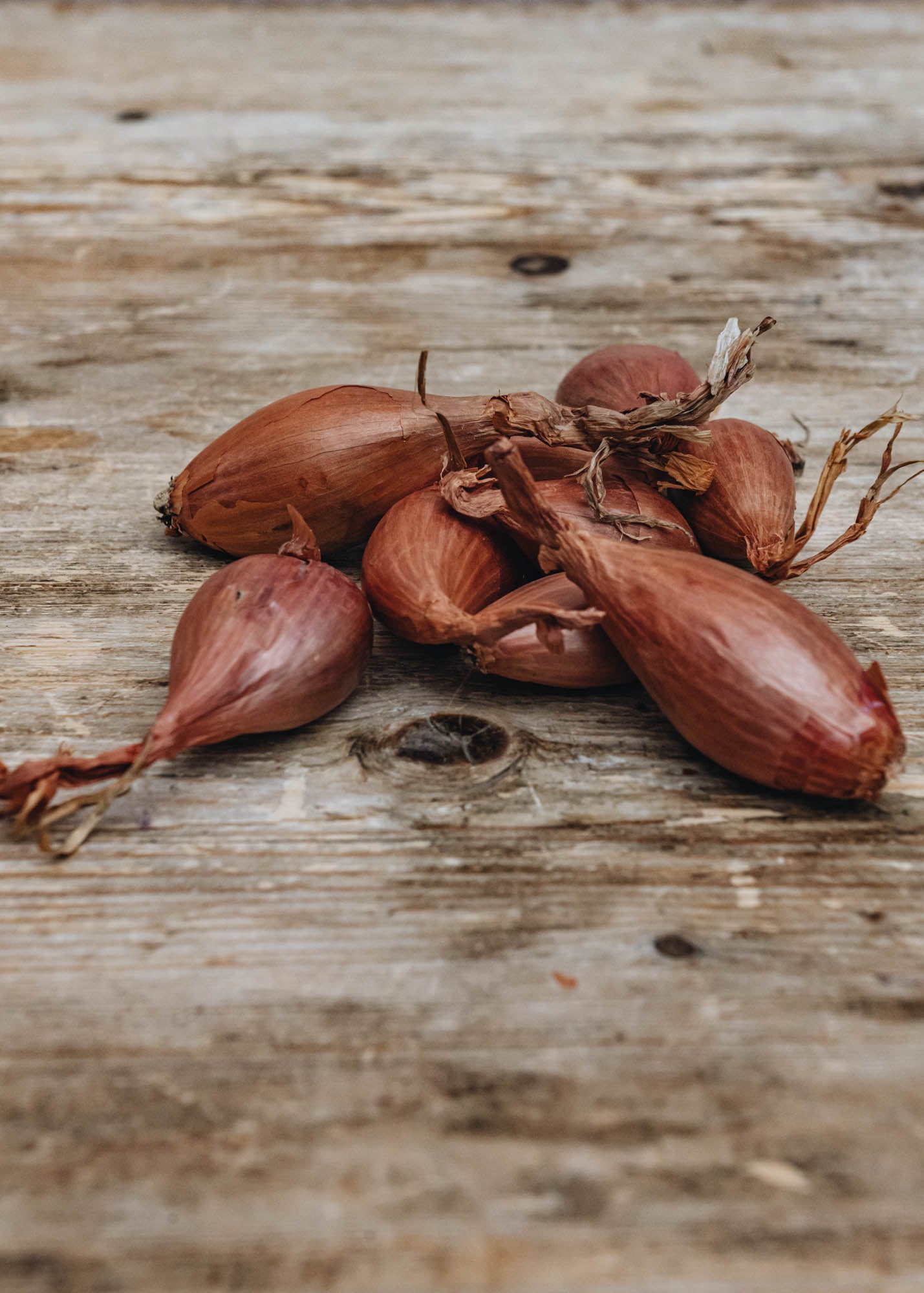 Taylors Bulbs Shallot 'Longor', pack of 10 sets