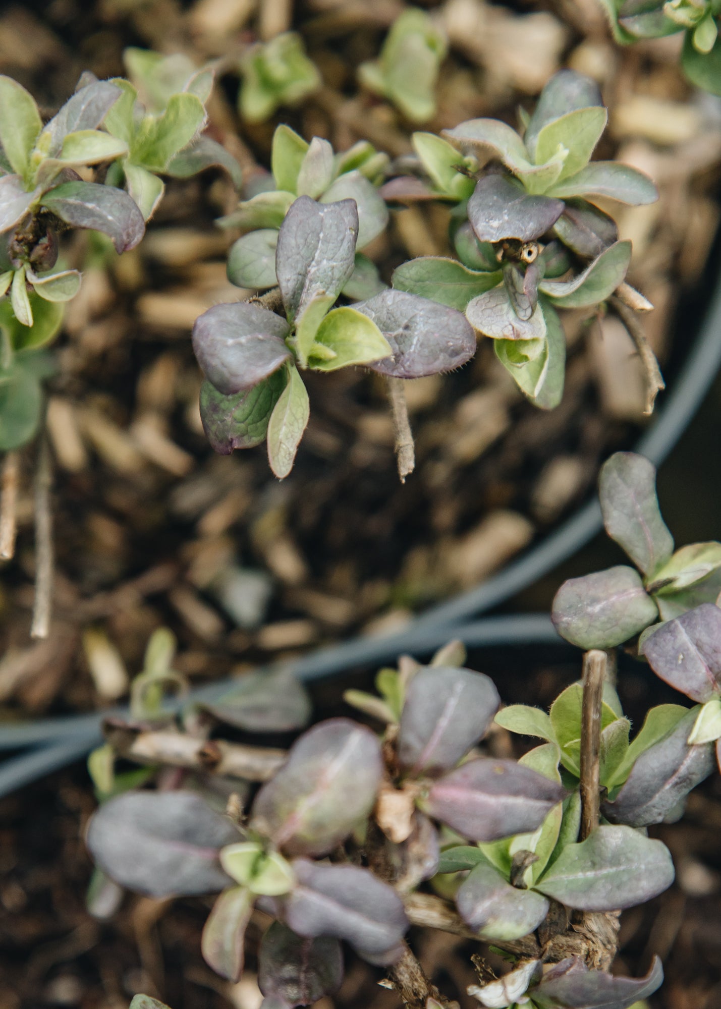 lonicera chic and choc Lonicera periclymenum 'Chic et Choc', 2L – Burford Garden Co