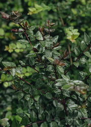Laurus Nobilis Lonicera Garden Clouds Purple Storm