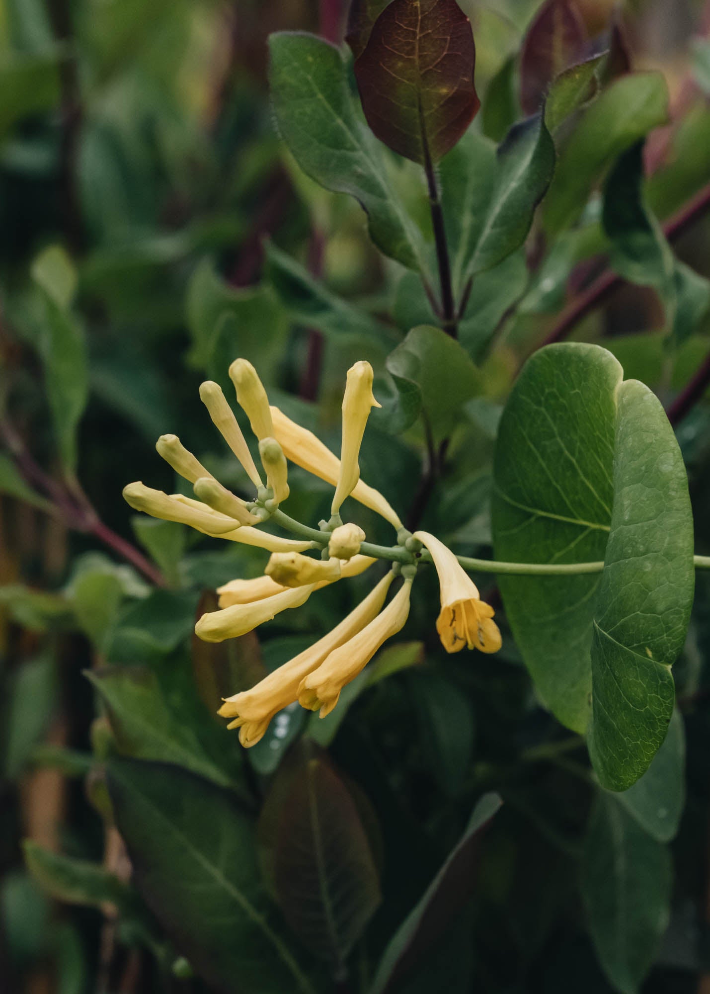 Lonicera Lonicera Sempervirens John Clayton