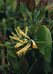 Lonicera Lonicera Sempervirens John Clayton