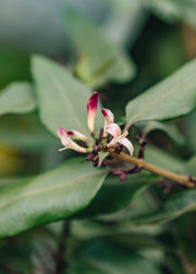 Lonicera Lonicera henryi ‘Marinella’, 4L