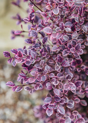 Lophomyrtus x ralphii ‘Magic Dragon’, 5L