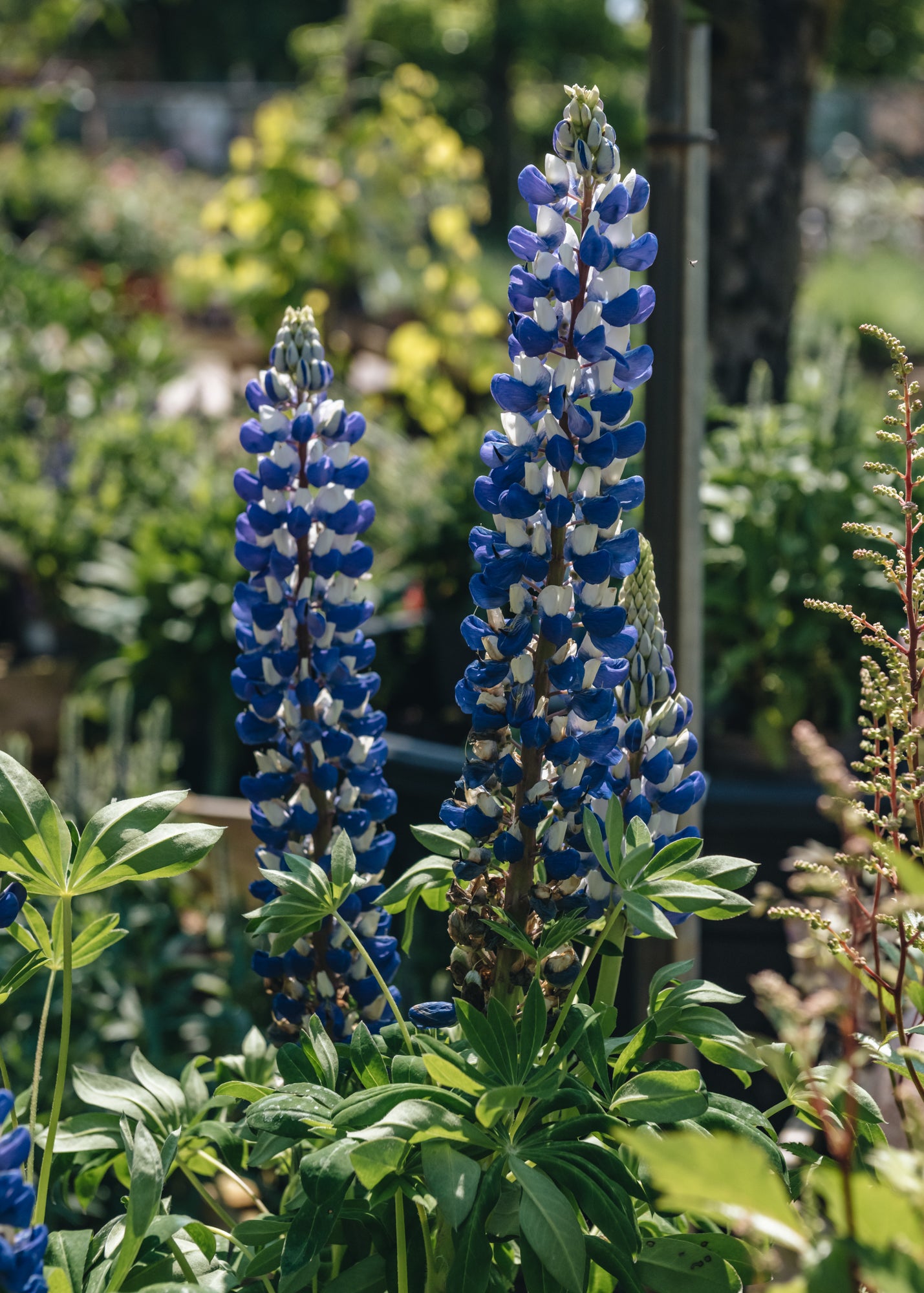 Bordallo Pinheiro Lupinus King Canute, 2/3L