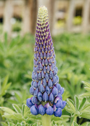 Hydrangea Lupin ‘Persian Slipper’, 3L