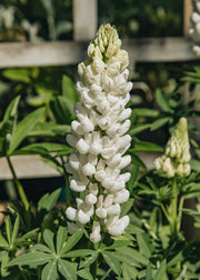 Lupin Lupin 'Polar Princess', 2L