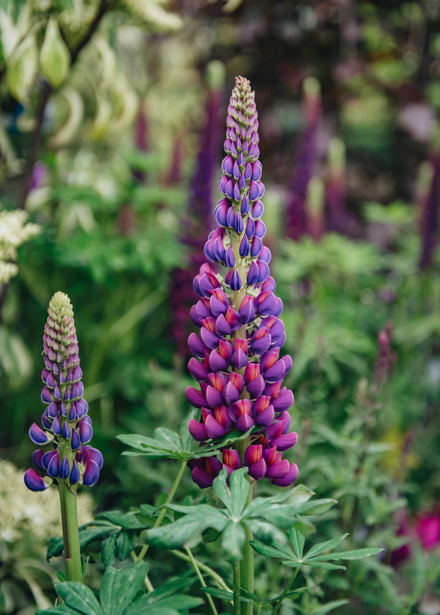 Sedum Lupin Masterpiece 3L