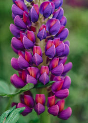 Lupin Masterpiece 3L