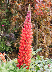 Lupin 'Beefeater', 3L