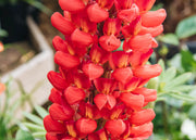 Lupin Lupin 'Beefeater', 3L