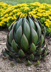 Mangave ‘Praying Hands’, 3L