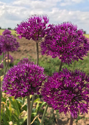 Taylors Bulbs Allium 'Schubertii Magic' Bulbs, pack of three