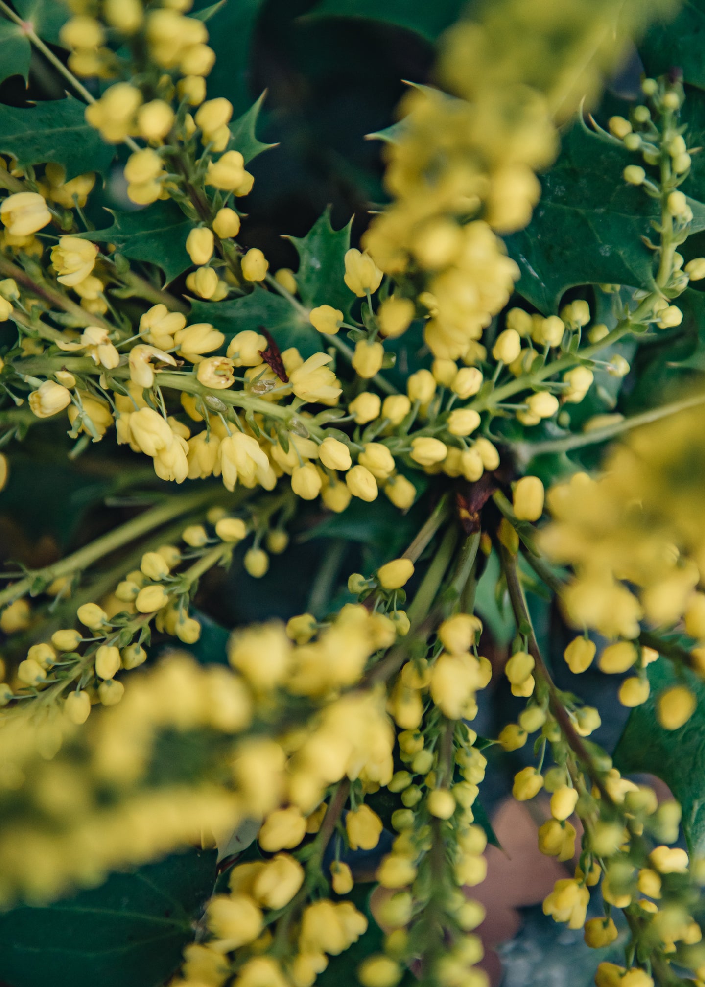 Laurus Nobilis Mahonia x media Winter Sun AGM
